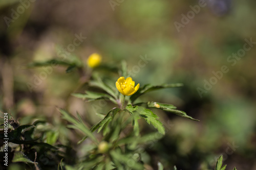 Yellow spring flowers © Alfira