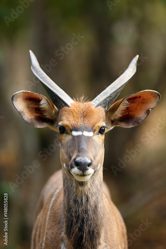 The nyala (Tragelaphus angasii), also called inyala, portrait of a young male photo