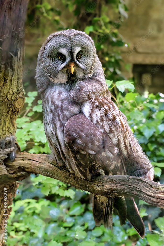 Obraz premium Great grey owl is a very large owl. Plumage of the face