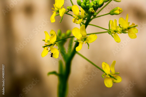 Ants climb on yellow flowers.