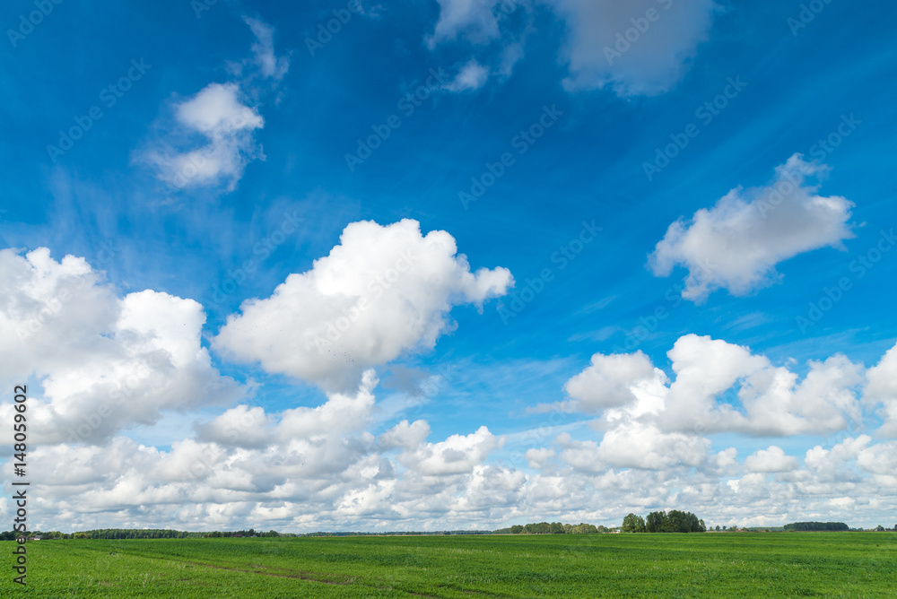 Green grass field and bright blue sky. Dobele, Latvia Green grass field and bright blue sky. Dobele, Latvia