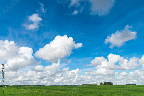 Green grass field and bright blue sky. Dobele, Latvia