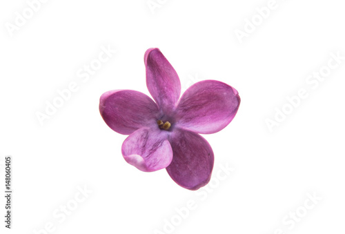 A lilac flower
