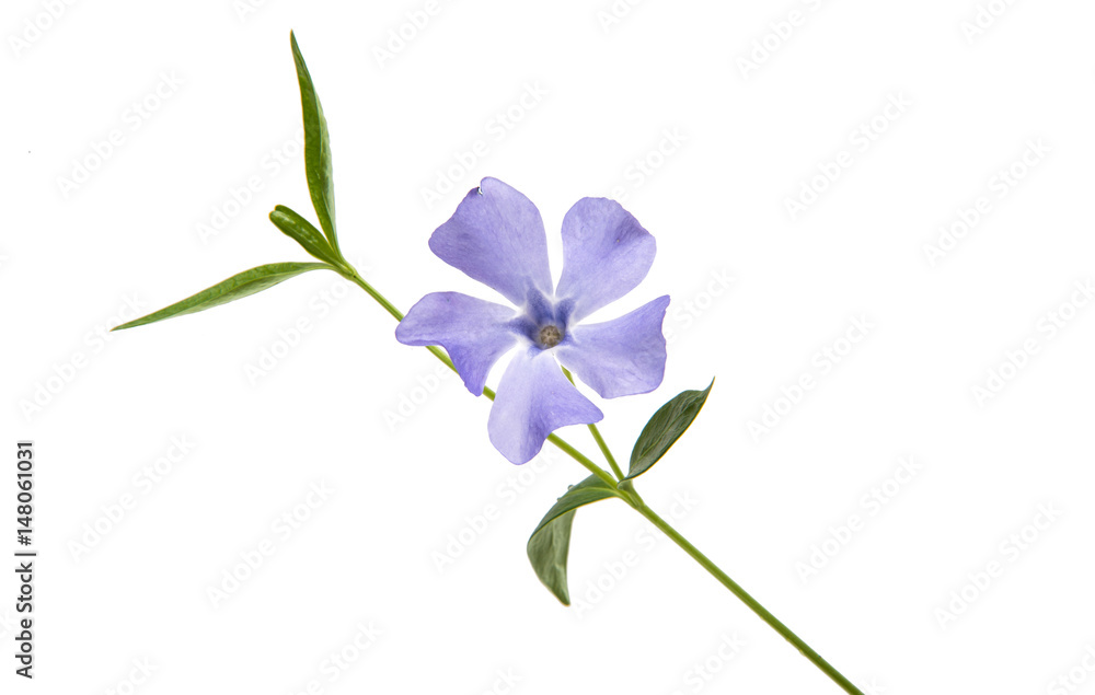 Flower vinca Flower vinca