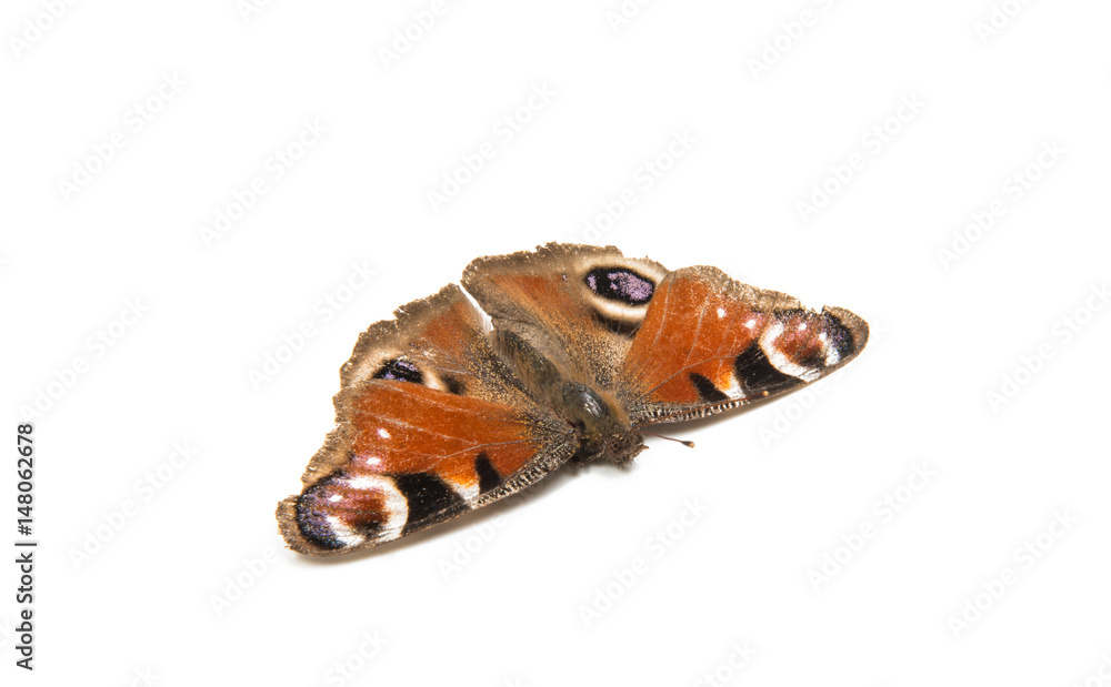 Fototapeta premium Butterfly peacock eye