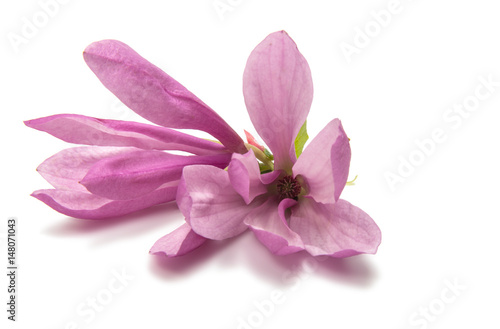 Magnolia flower
