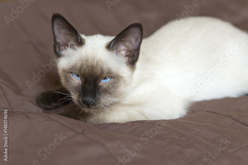 the kitten (Siamese type ,Mekong bobtail) lies on a cover and dozes..
