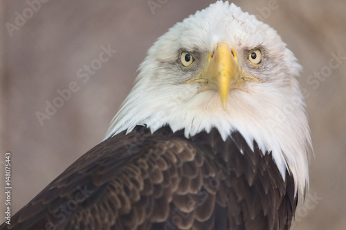 Portrait of a bald eagle. America national symbol. Latin name haliaeetus leucocephalus