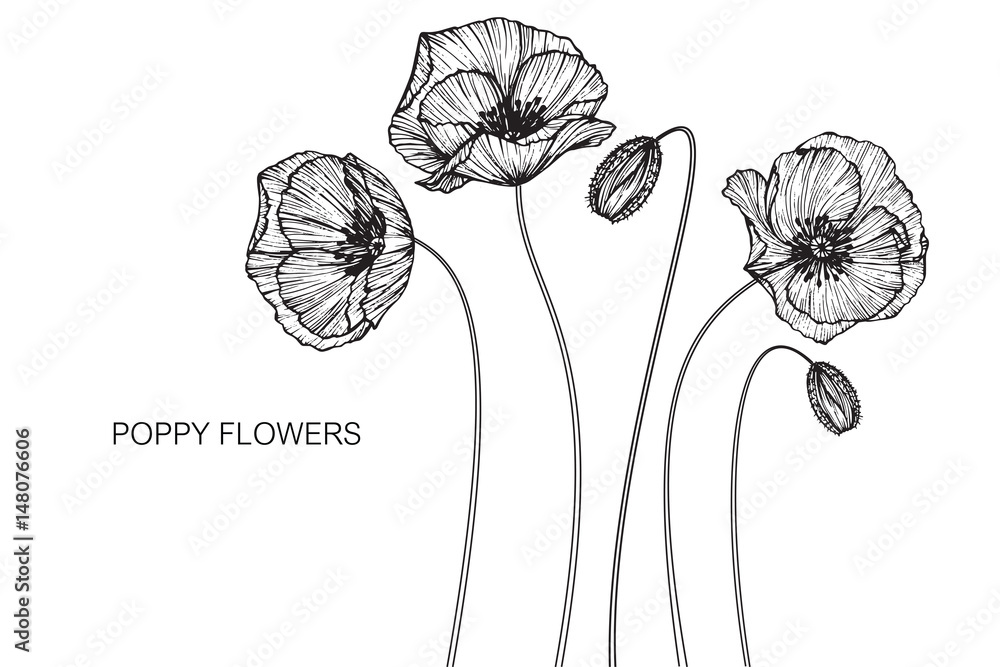 Poppy flowers drawing and sketch with lineart on white backgrounds