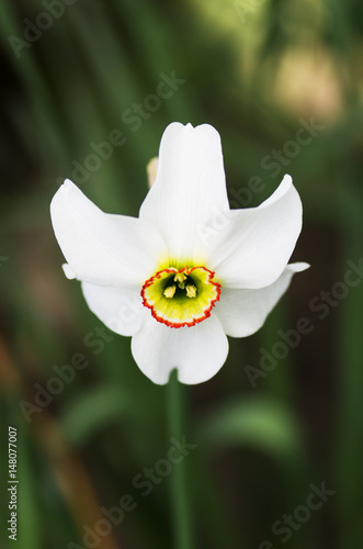 Fototapeta Naklejka Na Ścianę i Meble -  One white narcissus on grass background