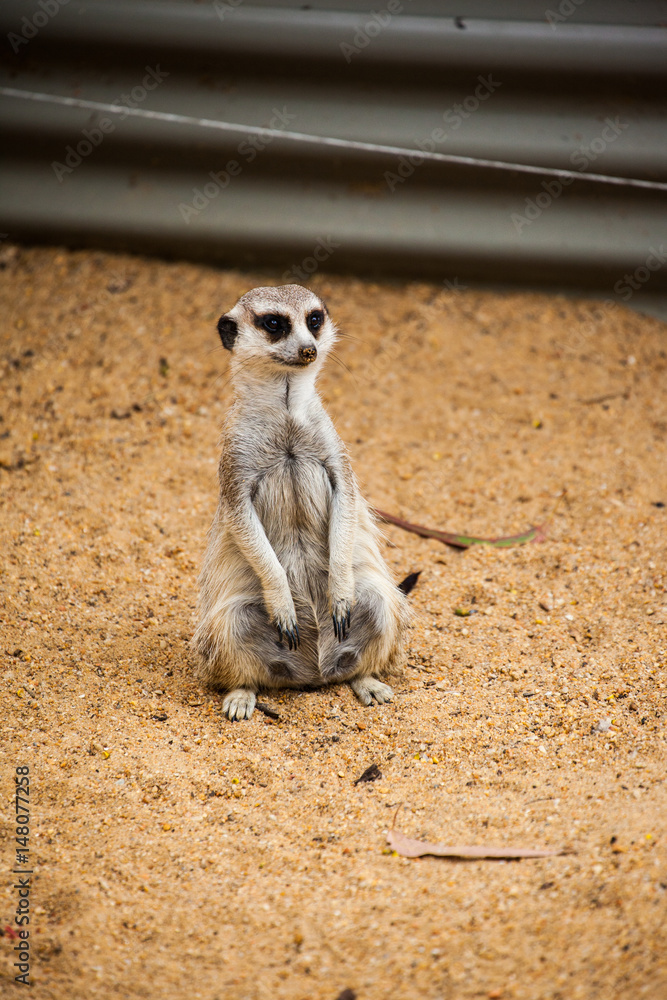 Fototapeta premium meerkat 