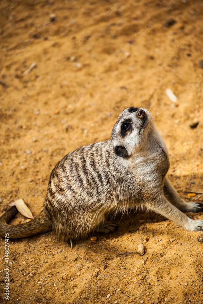Fototapeta premium meerkat 