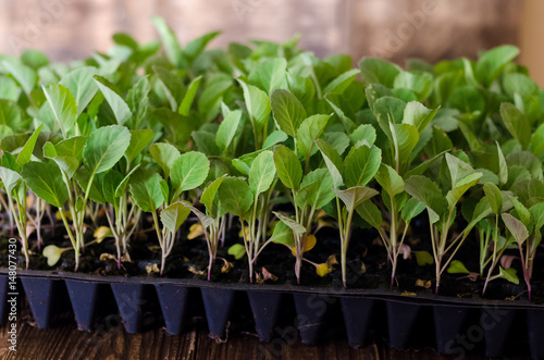 Cabbage seedlings in plastic tray, organic farming, seedlings growing in greenhouse. photo