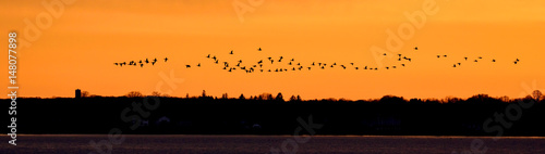 Εκτύπωση καμβά Birds migrating in Rhode Island