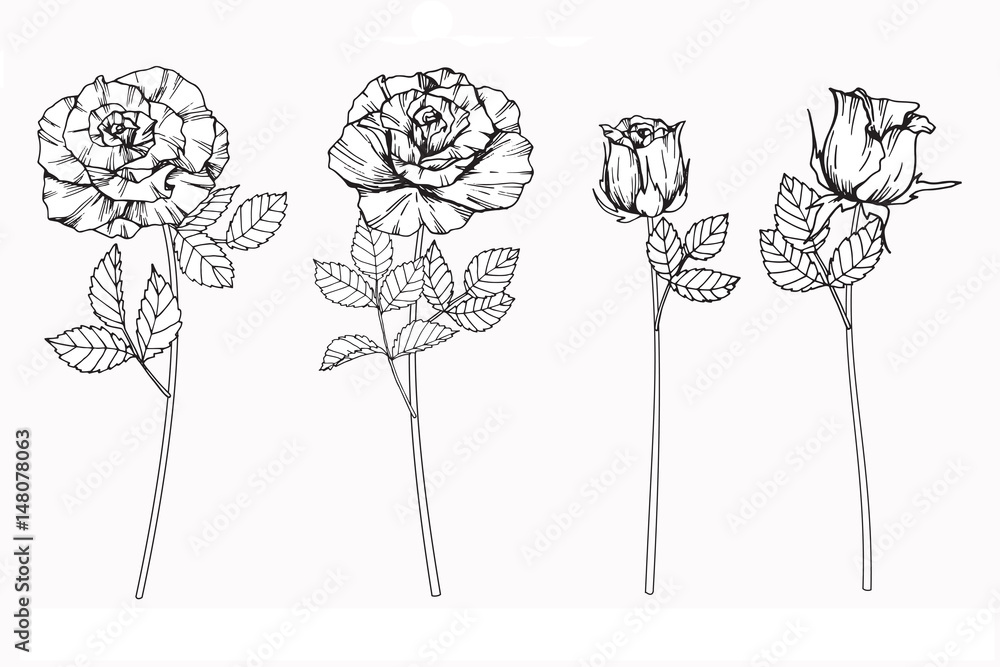 Obraz premium Rose flowers drawing and sketch with line-art on white backgrounds.