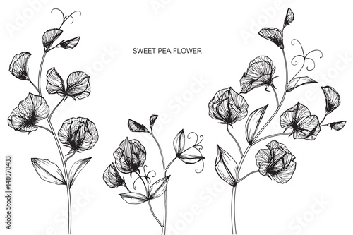Sweet pea flowers drawing and sketch with line-art on white backgrounds.