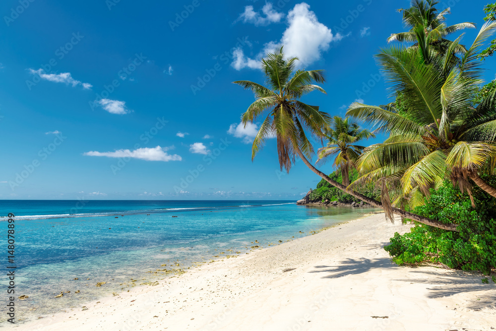 Fototapeta Palm trees on white sand on a tropical beach.