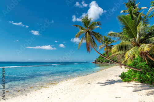 Palm trees on white sand on a tropical beach.