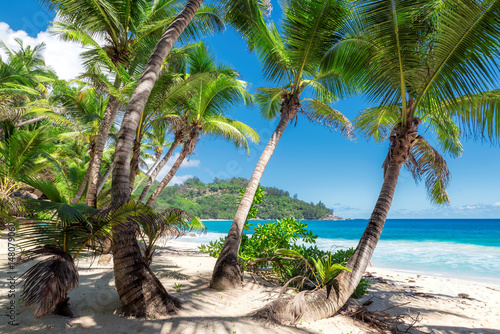 Palm trees on tropical beach. © lucky-photo
