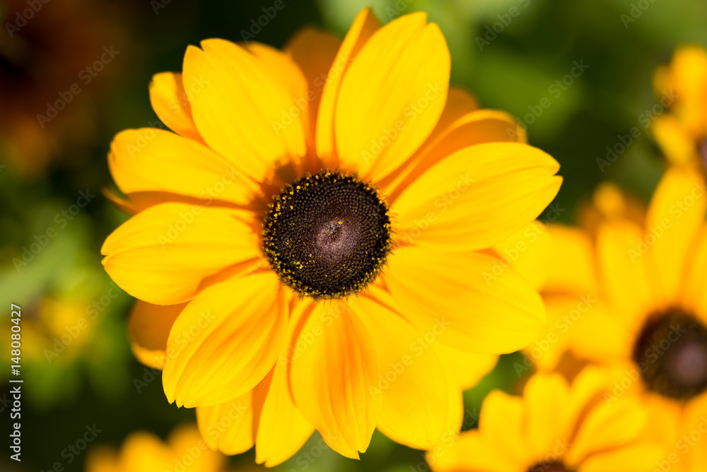 Close-up portrait of a yellow blossoming flower - summer flower seen in germany Close-up portrait of a yellow blossoming flower - summer flower seen in germany
