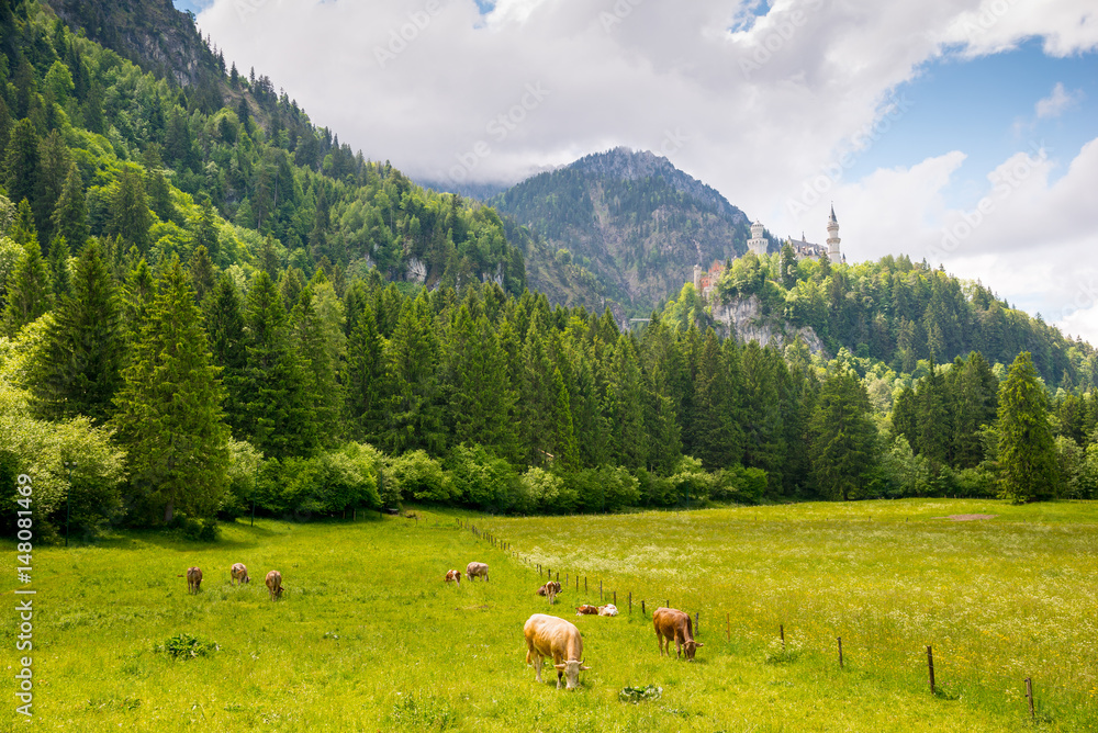 Cow on alpine meadow near Neucshwainstein castle, Fuessen, Bavaria, Germany.