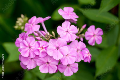 Close-up portrait of a blossoming phlox - summer flower seen in germany