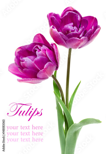 Beautiful purple tulips isolated on white