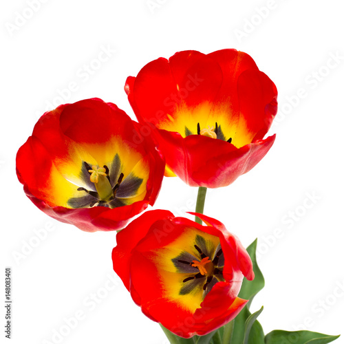 Spring red tulips isolated on white