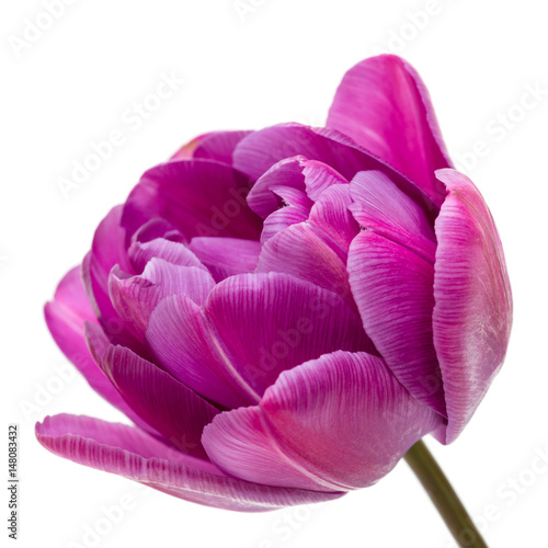 Lilac Double Peony Tulip isolated on white