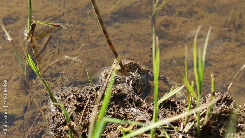 Frog on the river bank in natural habitat Frog on the river bank in natural habitat