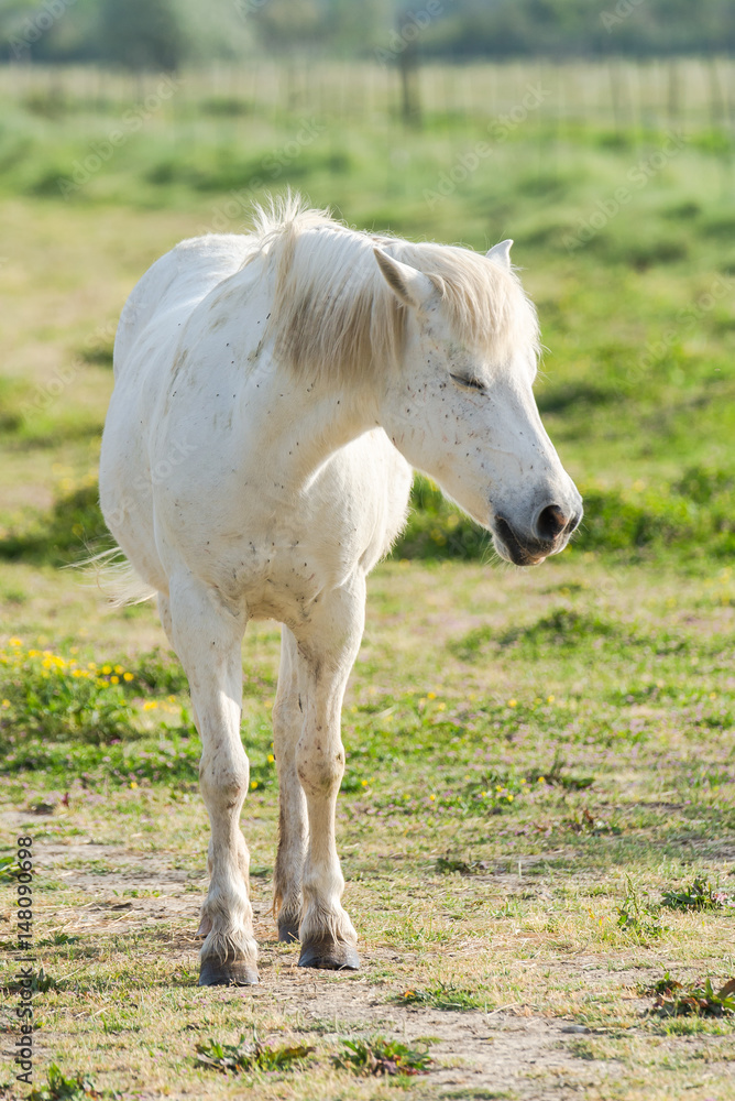 White Camargue horse in a field White Camargue horse in a field