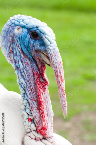 Portrait of a turkey male or gobbler closeup on a green background photo