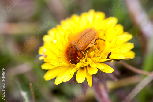 May bug or cockchafer or Melolontha on a dandelion