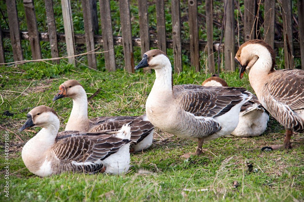 Flock of geese on the grass near the fence Flock of geese on the grass near the fence