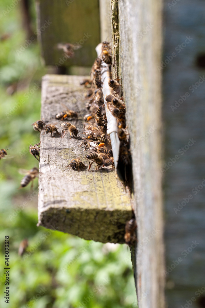 The bees at front hive entrance close-up The bees at front hive entrance close-up