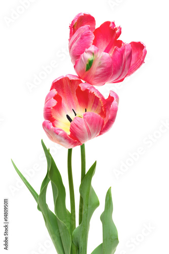 Pink Parrot Tulips isolated on white