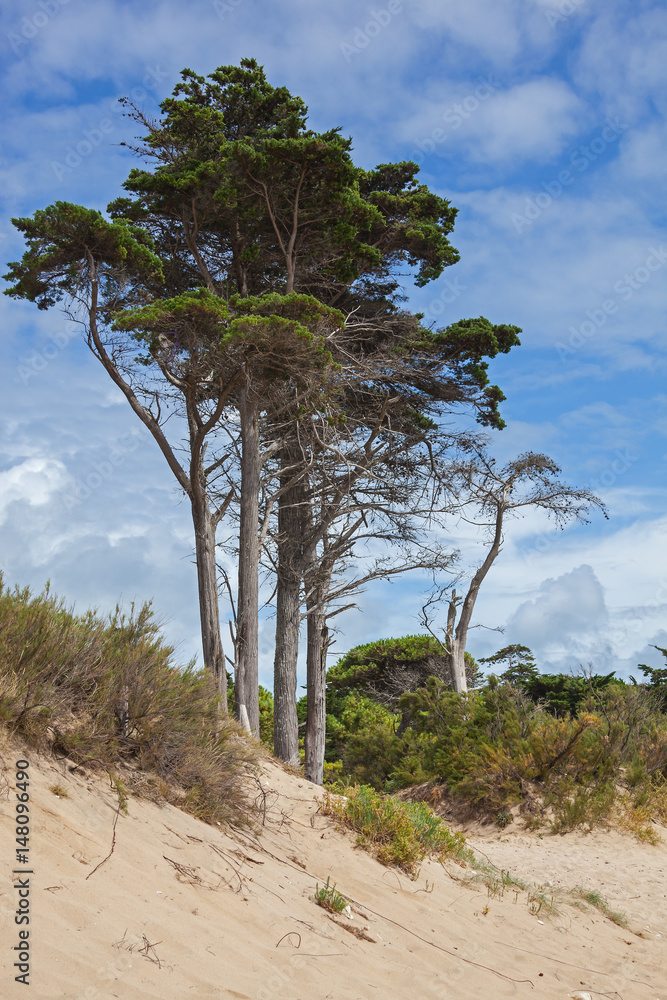 Majestic pines and bushes on sand dune at summer day on coast of Atlantic ocean on the island of Ile de Re, France