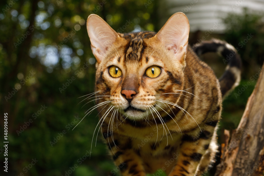 Portrait of Bengal Cat outdoor, Stare in camera on Nature background
