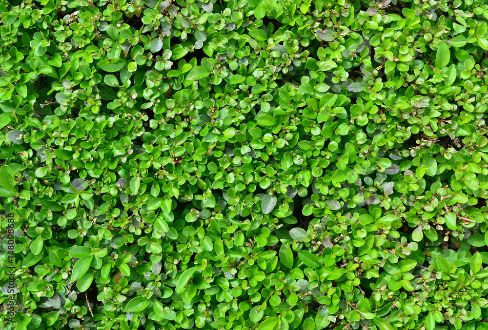 buxus fence texture buxus fence texture