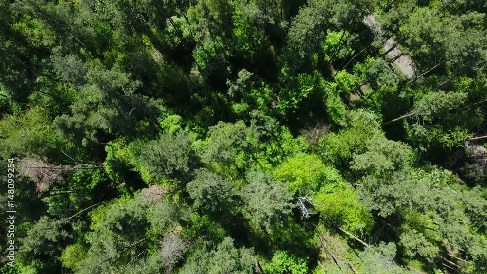 Beautiful pine forest on a summer day. Aerial view Beautiful pine forest on a summer day. Aerial view