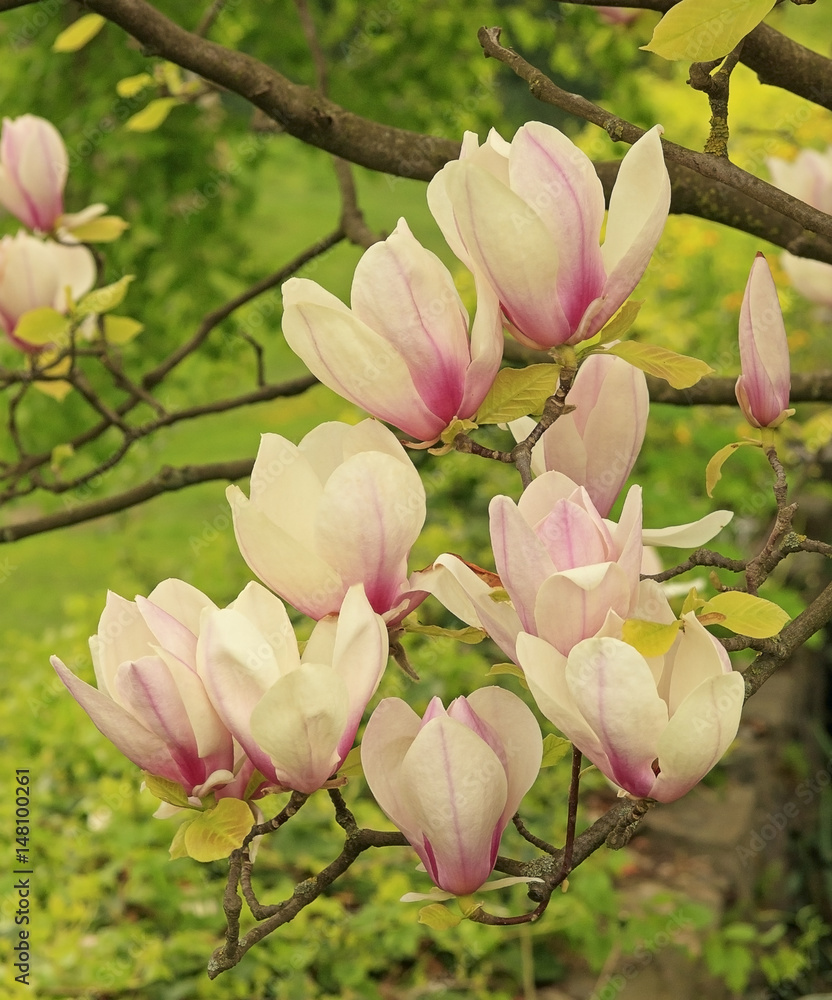 Obraz premium Magnolia flowers on a green background,