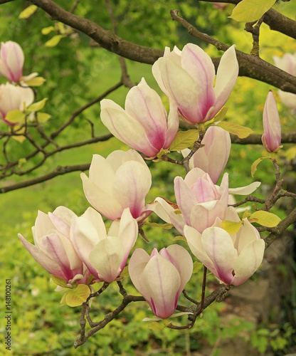 Magnolia flowers on a green background, © Oleksandr Batsyn