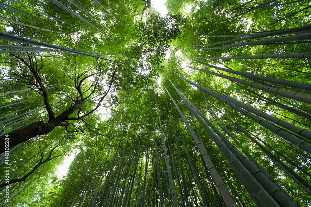 Obraz premium Bamboo forest from low angle