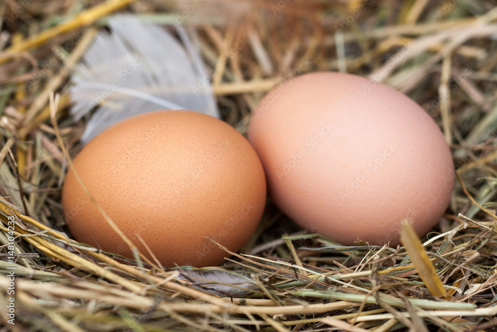 Two chicken eggs lying in the nest of straw