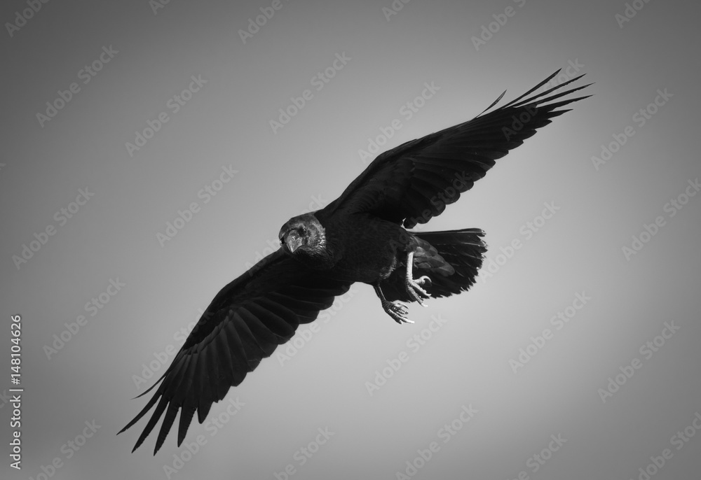 Fototapeta premium Bird In Flight