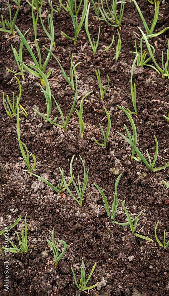 Young green garlic growing in the friable black soil in the garden in the spring of the vertical frame Young green garlic growing in the friable black soil in the garden in the spring of the vertical frame