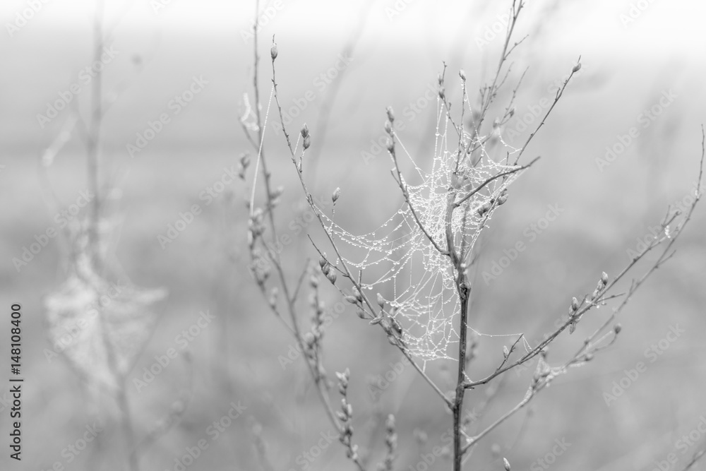 Morning dewed spider web Morning dewed spider web
