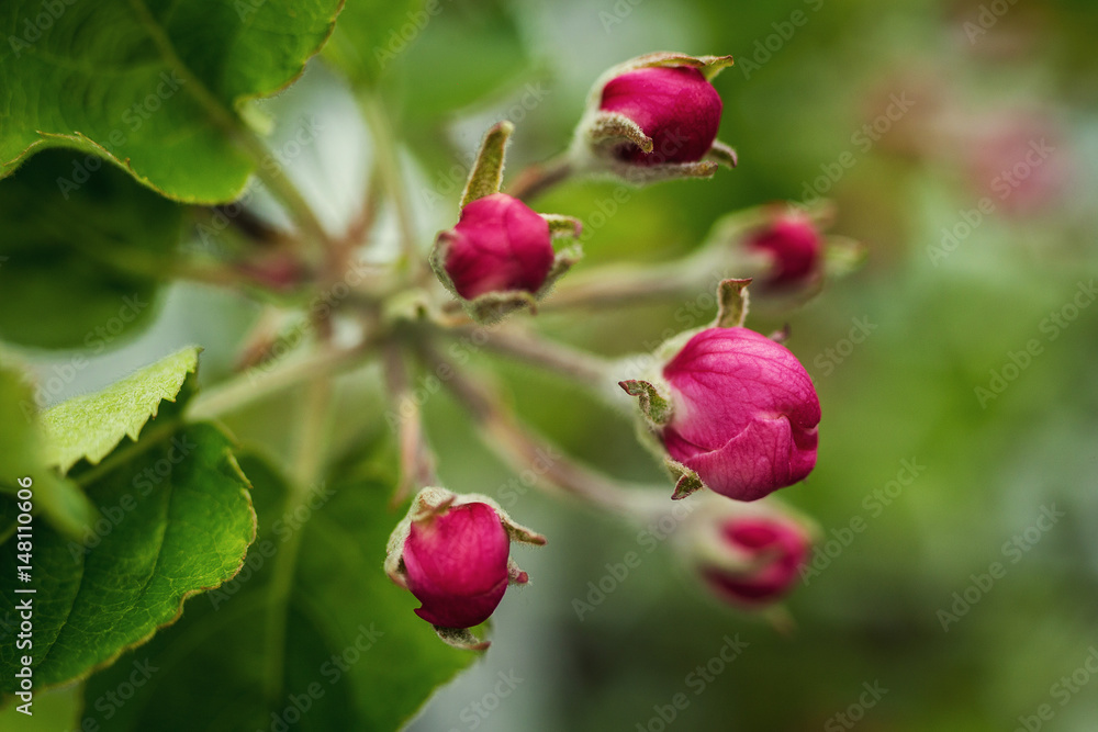 Blooming apple tree in spring time.apple blossom,apple blossoms in spring,Blossoming apple-tree in garden,Blossoming apple orchard in spring,Blossom close up