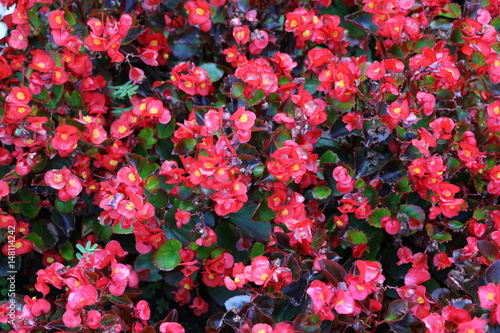 Flower bed with red begonia, Italy 