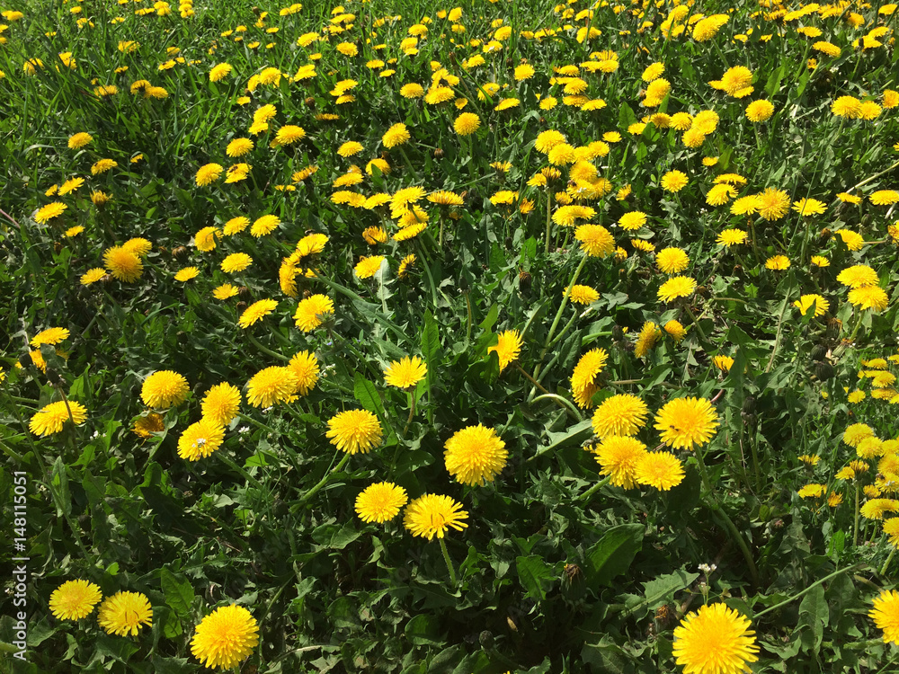 Obraz premium field, meadow, natural, nature, flora, dandelion, grass, garden, landscape, flower, green, season, beautiful, background, leaf, spring, beauty, yellow, blossom, summer, herb, taraxacum, plant, lawn, b
